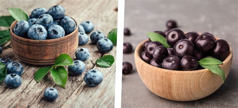 Acai Berries Vs Blueberries Which Is Better Medmunch