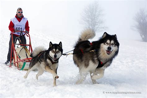 The great alaskan race is a 2019 american action adventure drama film written and directed by brian presley. Sled dog race | Alaskan Malamutes (my first prize "best ...