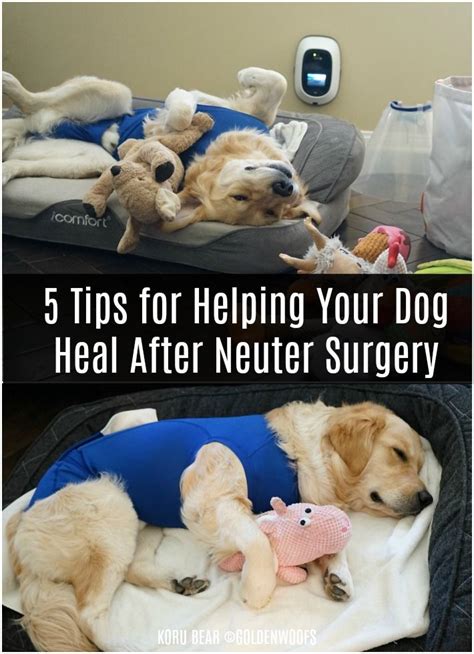 Dog Spay Recovery Diy Dog Surgery Recovery Suit Dog Safe Medicine