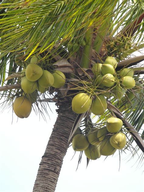 Free Photo Coconut Tree Bunch Coconut Coconuts Free Download