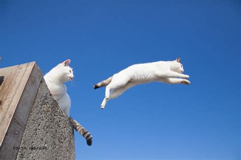 画像 ねこに跨がりたいネコがジャンプしてる『飛び猫』写真集めました Togetter