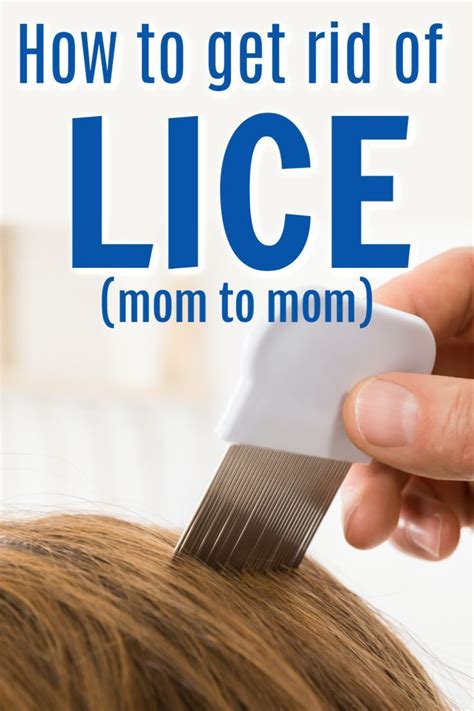 You Ve Got Lice Here S How To Get Rid Of Lice Without Shampoos Artofit