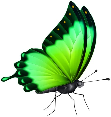 Gren Buterfly Png - Png-stock.com png image