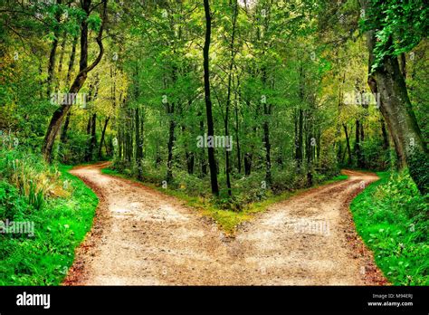 Un Camino Forestal Se Divide En Dos Direcciones Diferentes Fotografía
