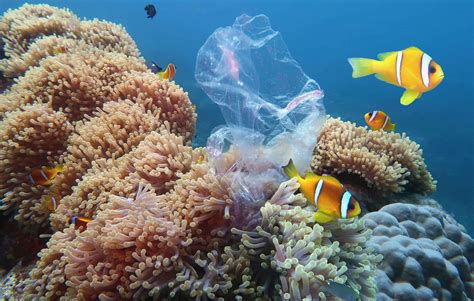 123 Test Plastikmüll In Den Ozeanen Erlebnisreich Ökopark