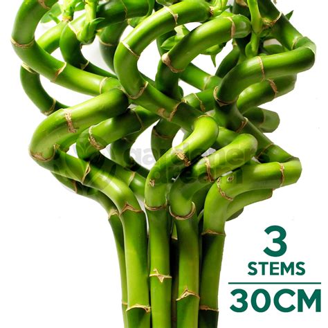 30cm Lucky Bamboo 3 Spiral Stems Plants From Gardeners Dream Uk