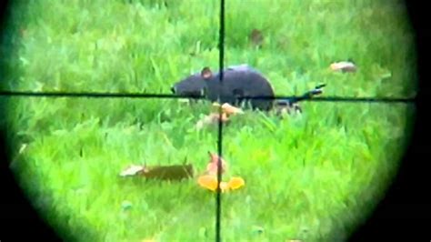 Rat Shooting Video With My Rapid 7 And Smart Phone Scope Mount Bring On