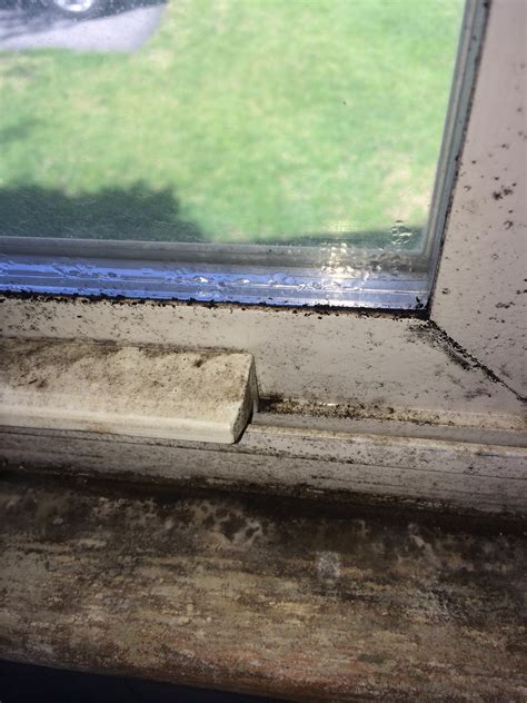 Misty bedroom windows and damp curtains are more than just minor wintertime annoyances. Windowsill Condensation Causes Mold and May Impact Your ...