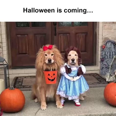 20 Halloween Tweets From 2019 That Are Going Viral Cute Baby Animals