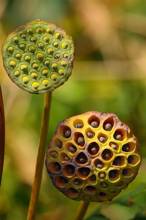 Lotus Seed Pods Photograph By Bruce J Robinson Fine Art America