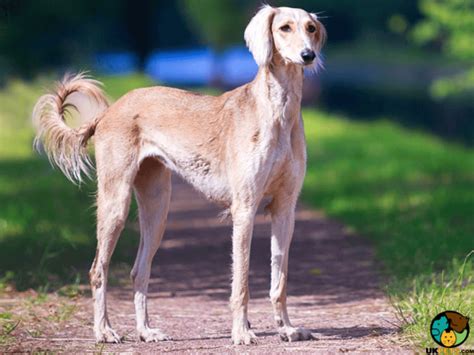 saluki dog breed information uk pets