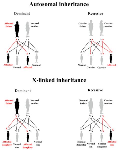 Autosomal And X Linked Patterns Of Inheritance In Autosomal Dominant