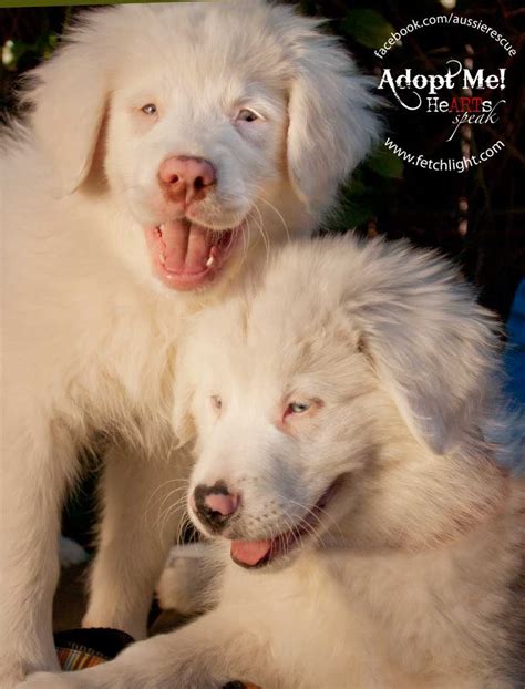 Double Merles Aussie Rescue San Diego Aussie Dogs Dog Lovers Cute