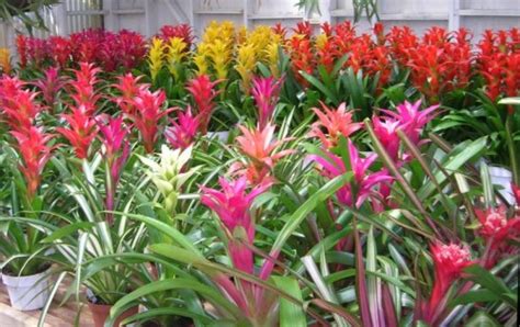 The home depot credit card offers a $100 discount on a purchase of $1,000 or more at the home depot or homedepot.com. Home Depot Canada: Save $5 On 10″ Tropical Plants *Printable Coupon* | Canadian Freebies ...