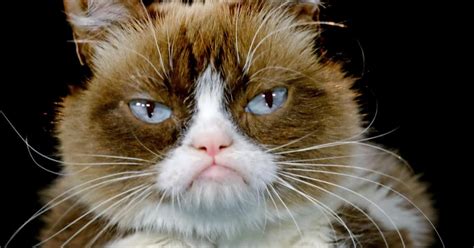 Meet ‘tardar Sauce The Grumpy Cat Gone Viral