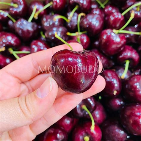 Bircherry Santina Red Cherry Jumbo — Momobud