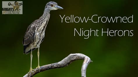 Yellow Crowned Night Heron Juvenile And Adult Youtube