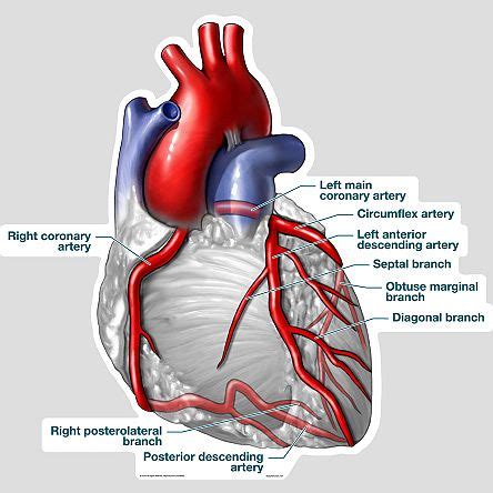 Molly smith dipcnm, mbant • reviewer: Coronary Arteries | cardiovascular_coronary_arteries ...