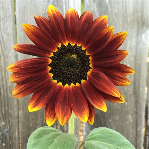 5 Stunning Sunflowers For Fall Gardens Sunset Magazine