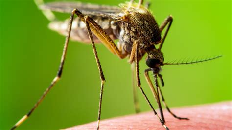 What You Need To Know About Mosquito Season In Florida 2020 Shield Home Watch