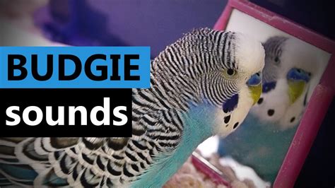 Sounds Of Budgie Parakeetbudgerigar My Cookie Talking To Mirror