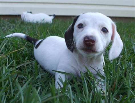 Long Haired Dachshund Puppy In White With Dark Spots Looks So Cute And