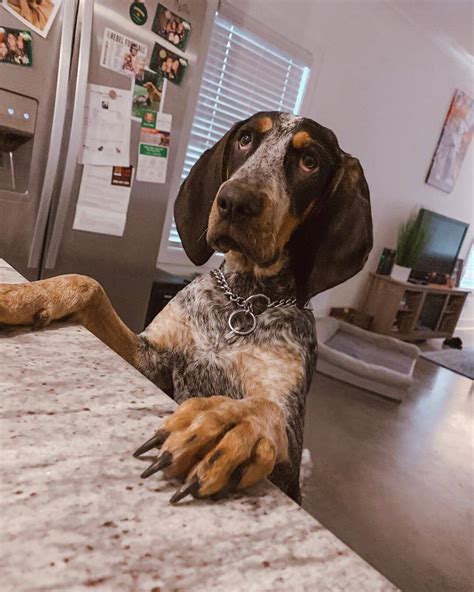 14 Pictures Only Coonhound Dog Owners Will Think Are Funny Page 3 Of
