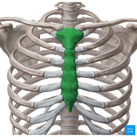 It consists of the ribs, the sternum, and the thoracic vertebrae, to which the ribs articulate. Sternum: Anatomy, parts, pain and diagram | Kenhub