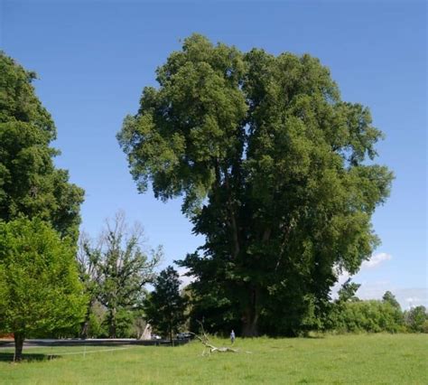 15 Elm Tree Species Laptrinhx News