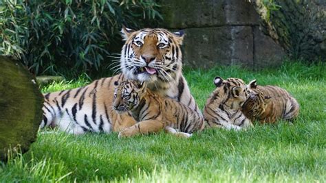 Sibirische Tiger Babys In Zoo Hannover Erobern Ihr Reich