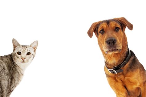 Cat And Dog Wallpaper Wallpapersafari