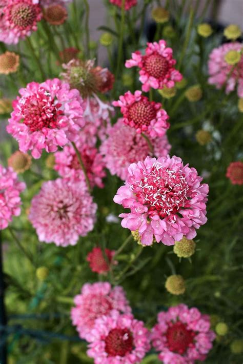 Scabiosa Atropurpurea Pincushion Flower Florists Pink Flower