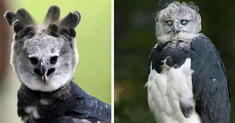 Meet The Harpy Eagle The Biggest Eagle In The World Small Joys
