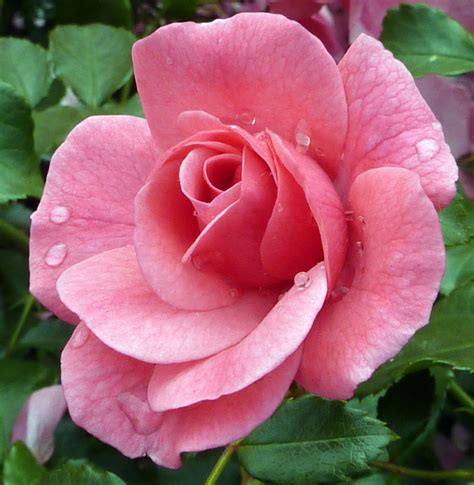 Immagini Belle Natura Fiore Petalo Floribunda Fiori Di Rosa