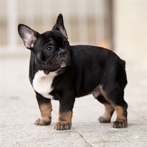 French Bulldog Tail Pocket Infection How To Heal It French Bulldog Breed