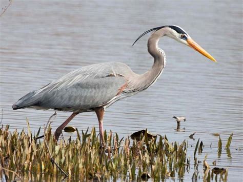 Photos And Videos For Great Blue Heron All About Birds Cornell Lab Of