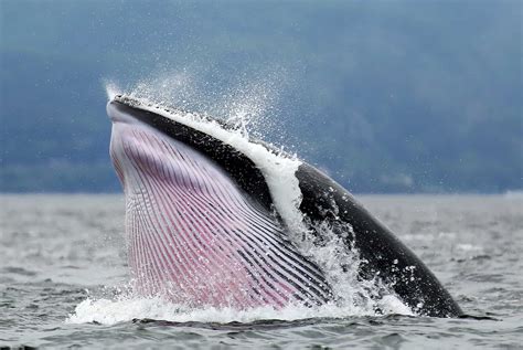 Baleines Tadoussac Mes Conseils Sur Les Diff Rentes Excursions