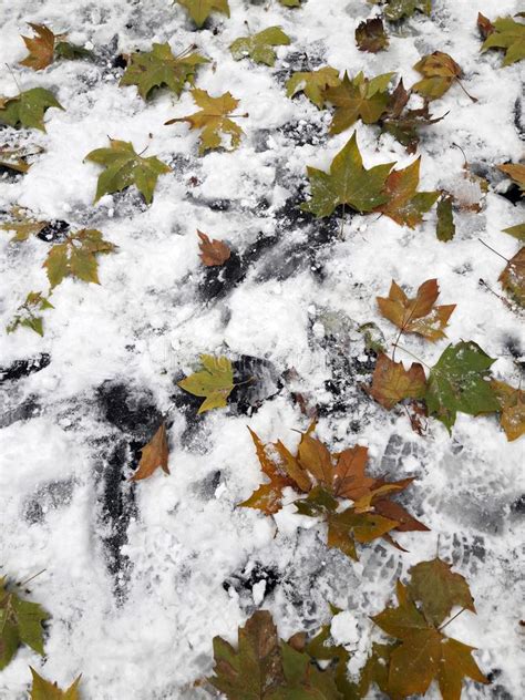 First Snow Covering Colorful Autumn Leaves Winter Stock Image Image