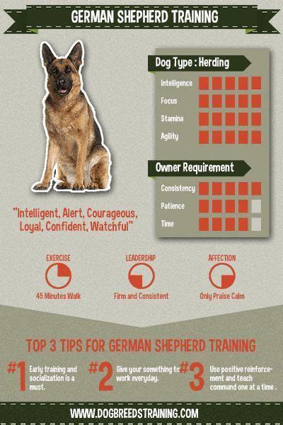 German Shepherd Stat And Information Graphic Great Training Tips