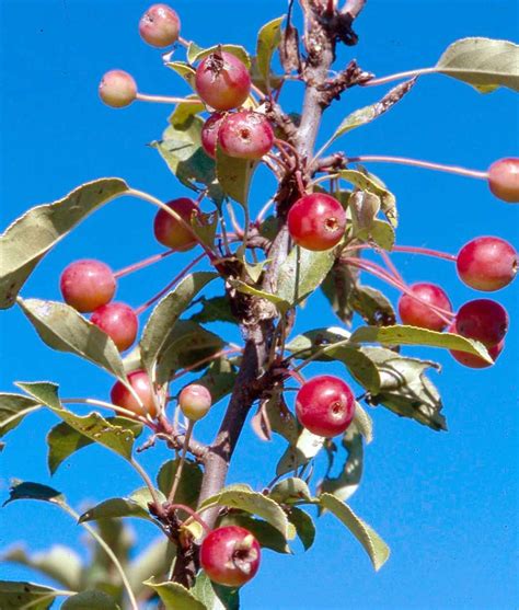 Best Types Of Crabapple Trees For Your Yard Better Homes And Gardens