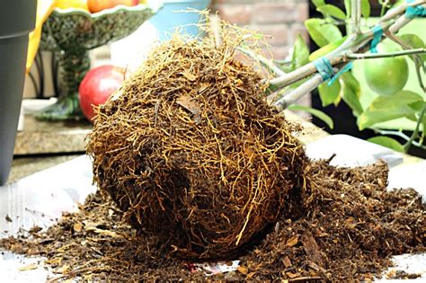 You can either repot the plant in a bigger container, prune the roots and repot in the same container or divide the plant, if appropriate, and repot the two divisions. Dwarf Meyer Lemon Tree - Repotting and Care | Hearth and Vine