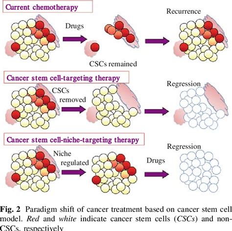 Cancer Stem Cells Have Two Abilities Self Renewal And Differentiation