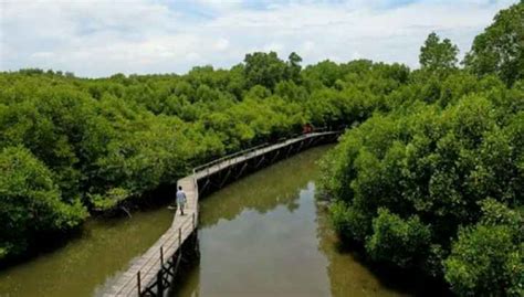 Hutan Mangrove Wonorejo Destinasi Ekowisata Alam Nan Asri Di Kota