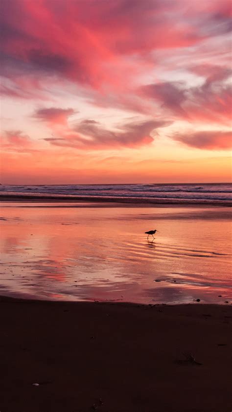 Sunset Beach Bird Red Orange | Beach sunset wallpaper, Beautiful beach pictures, Beach pictures