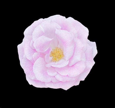 Premium Photo Beautiful Single Pink Rose Isolated