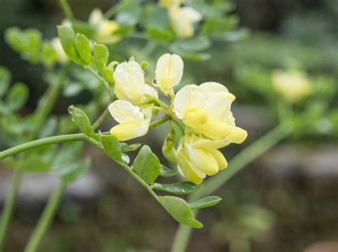 Coronilla Valentina Ssp Glauca ‘citrina Bens Botanics