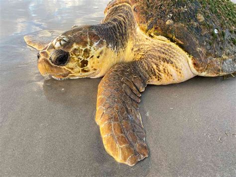 Nearly 300 Loggerhead Sea Turtles Found Stranded On Texas Beaches
