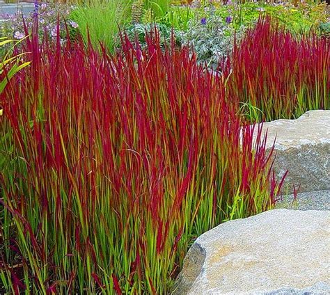 https://www.gardeningexpress.co.uk/g10578-imperata-cylindrica-red-baron-pack-of-three-japanese-blood-grasses