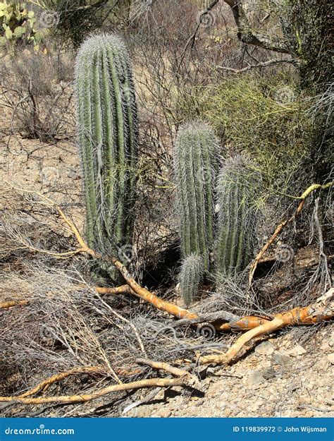 Young Saguaro Cacti In The Arizona Sonoran Desert Stock Photo Image