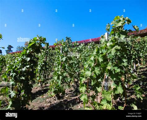 Vineyard Growing On A Hill On A Sunny Day With Blue Sky Stock Photo Alamy